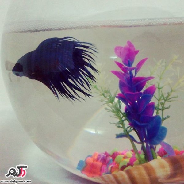  عکس ماهی زیبا برای پروفایل