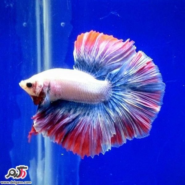  عکس ماهی زیبا برای پروفایل