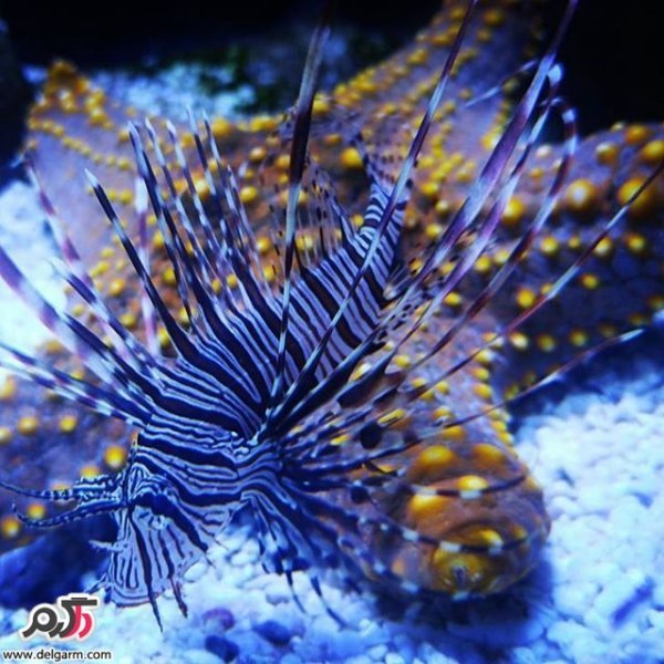  عکس ماهی زیبا برای پروفایل