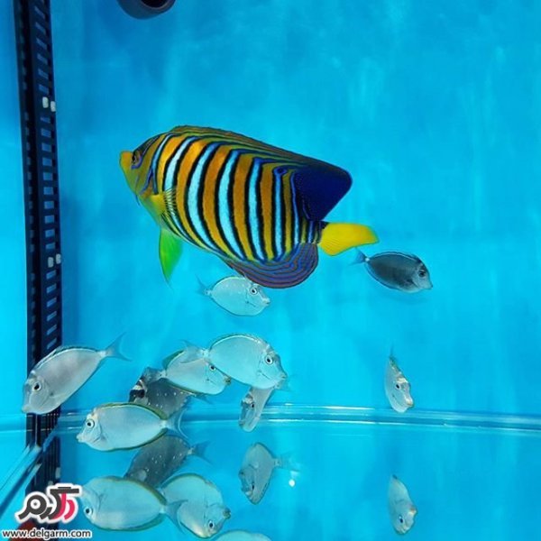  عکس ماهی زیبا برای پروفایل