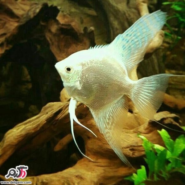  عکس ماهی زیبا برای پروفایل