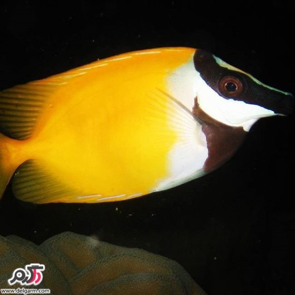  عکس ماهی زیبا برای پروفایل