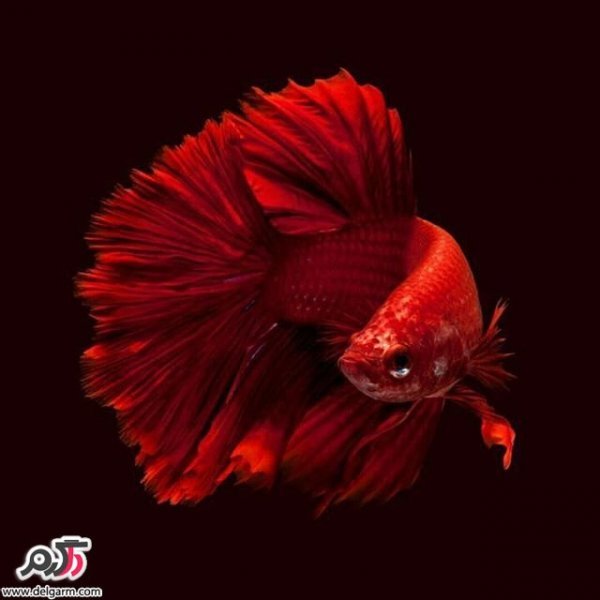  عکس ماهی زیبا برای پروفایل