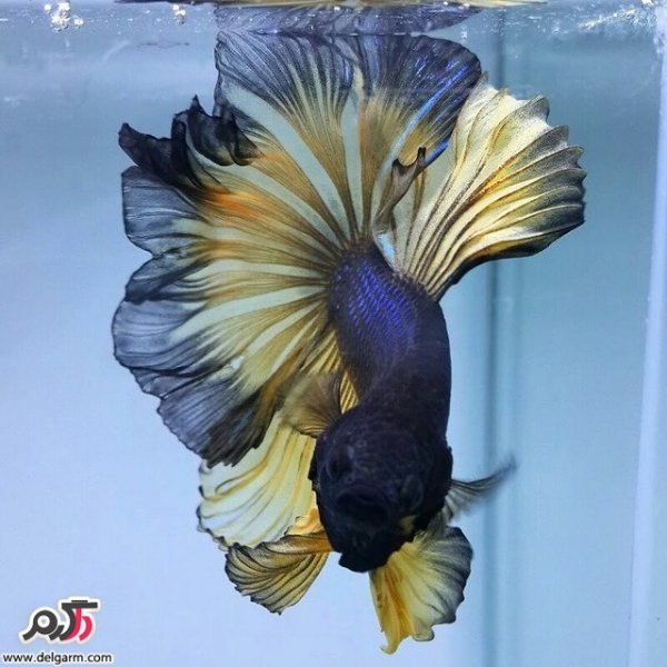  عکس ماهی زیبا برای پروفایل