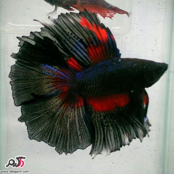  عکس ماهی زیبا برای پروفایل