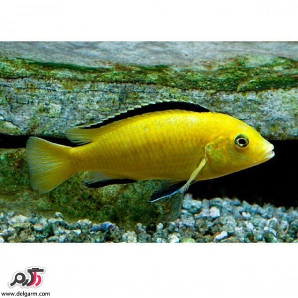  عکس ماهی زیبا برای پروفایل