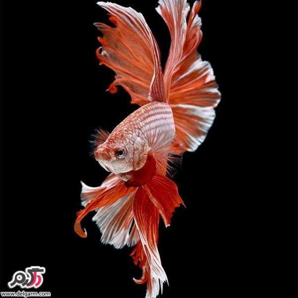  عکس ماهی زیبا برای پروفایل