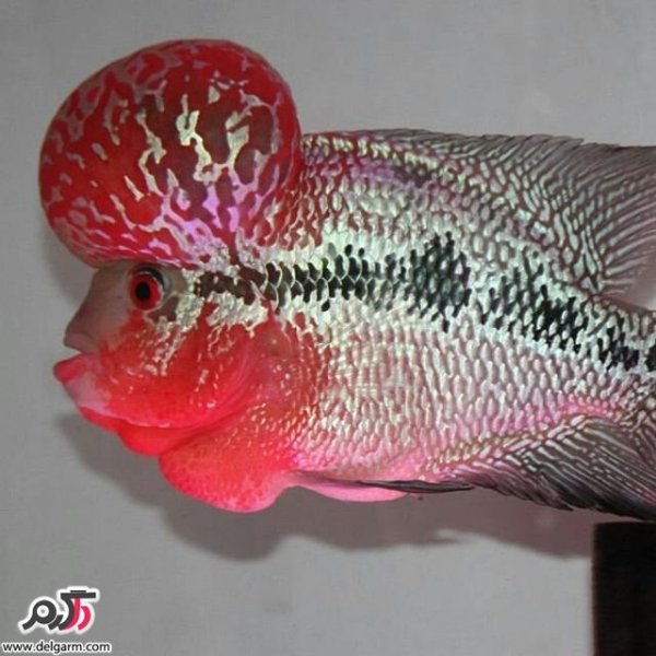  عکس ماهی زیبا برای پروفایل