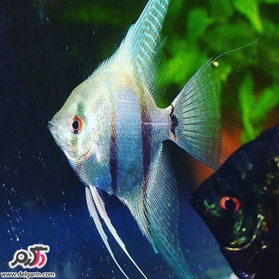  عکس ماهی زیبا برای پروفایل