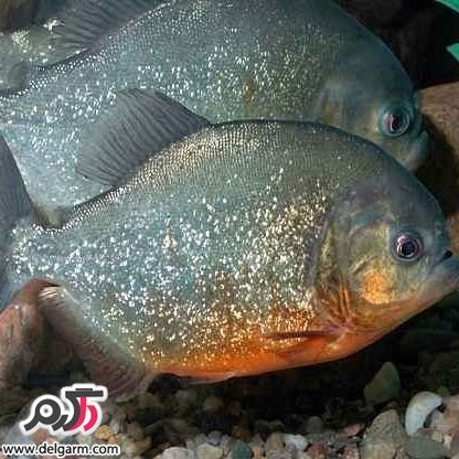  عکس ماهی زیبا برای پروفایل