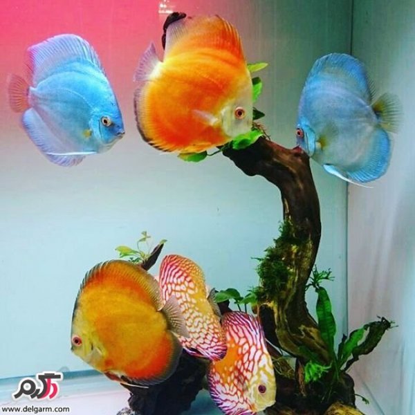  عکس ماهی زیبا برای پروفایل