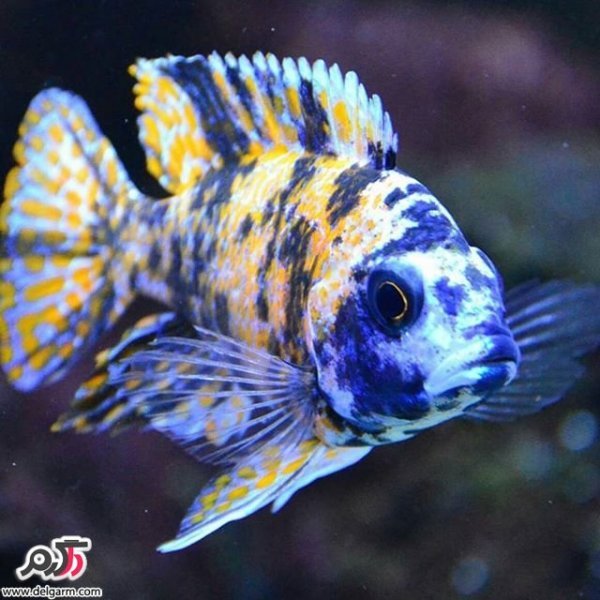  عکس ماهی زیبا برای پروفایل