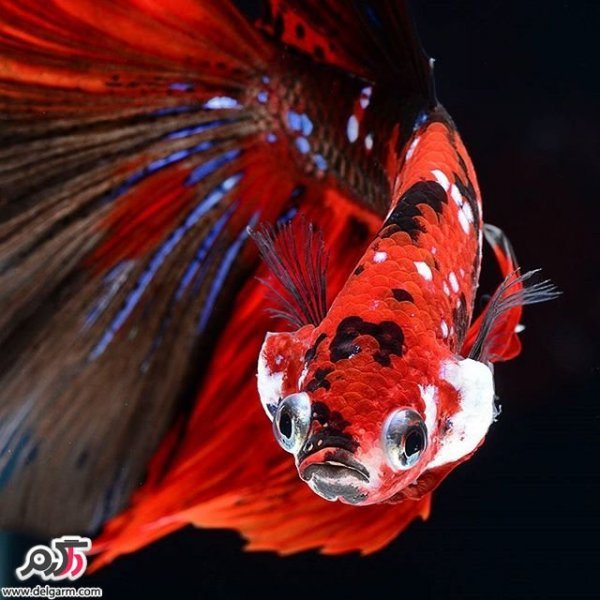  عکس ماهی زیبا برای پروفایل