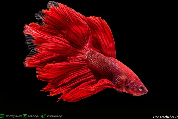 عکس زیباترین ماهی جهان