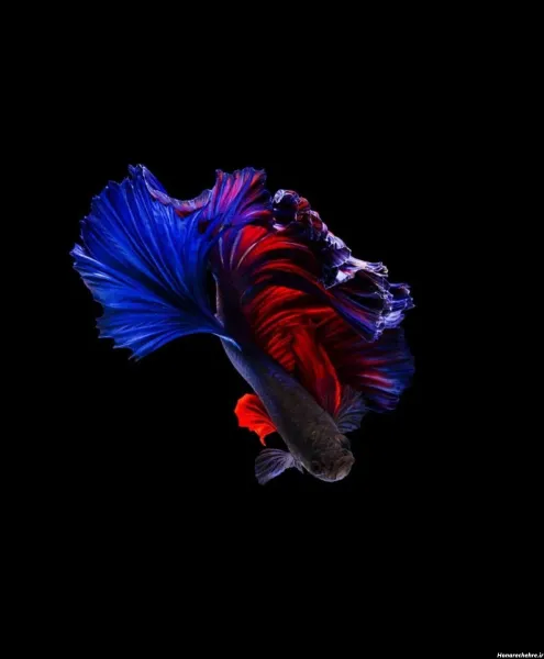  عکس زیباترین ماهی جهان