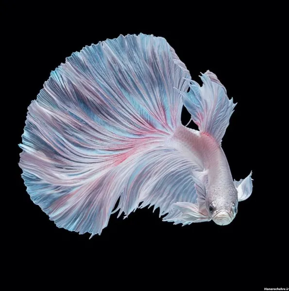  عکس زیباترین ماهی جهان