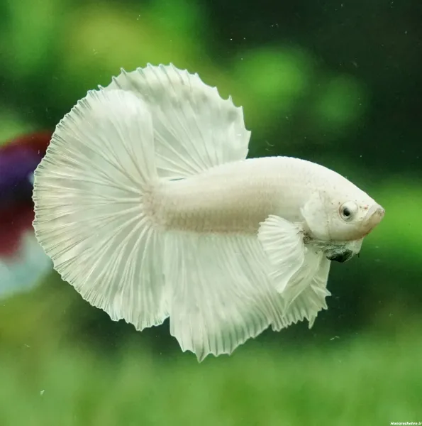  عکس زیباترین ماهی جهان