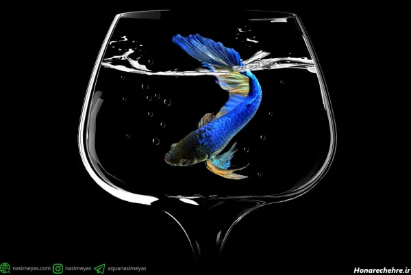  عکس زیباترین ماهی جهان