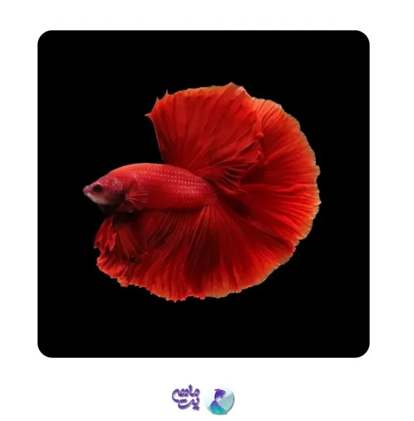  عکس زیباترین ماهی جهان