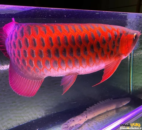  عکس زیباترین ماهی جهان