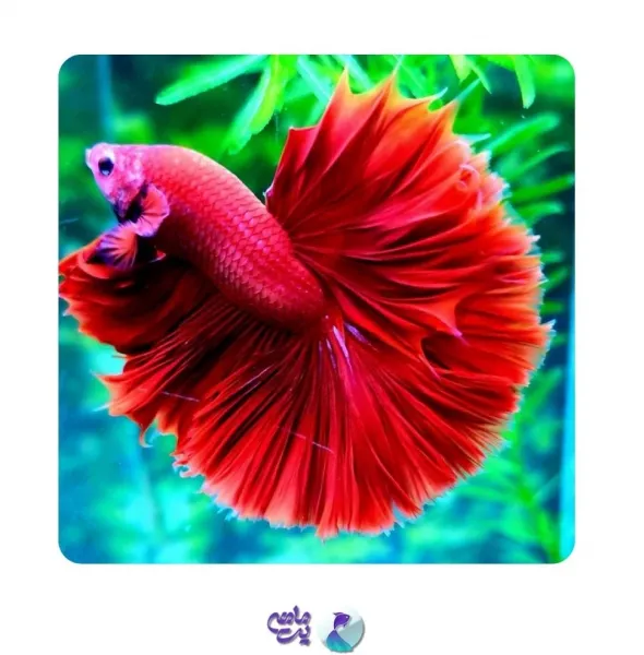  عکس زیباترین ماهی جهان