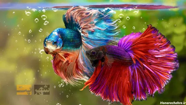  عکس زیباترین ماهی جهان