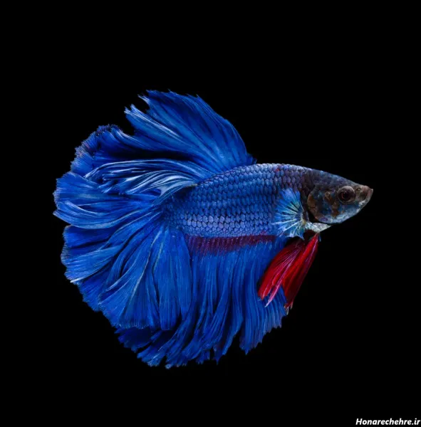 عکس زیباترین ماهی جهان