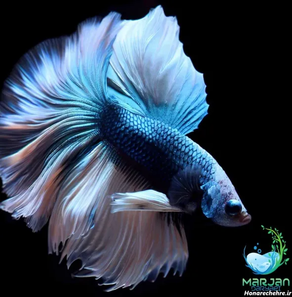  عکس زیباترین ماهی جهان