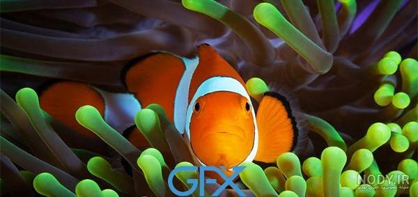 عکس ماهی رنگی