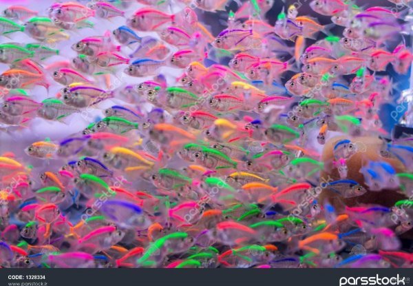  عکس ماهی رنگی