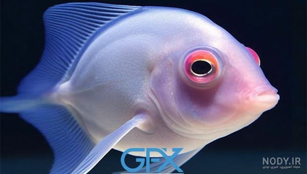  عکس ماهی رنگی