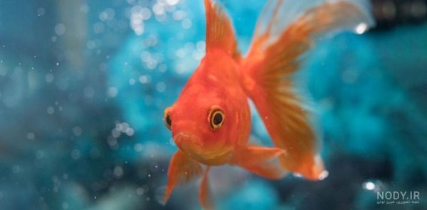  عکس ماهی رنگی