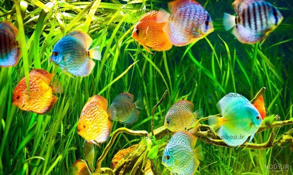  عکس ماهی رنگی