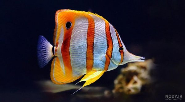  عکس ماهی رنگی