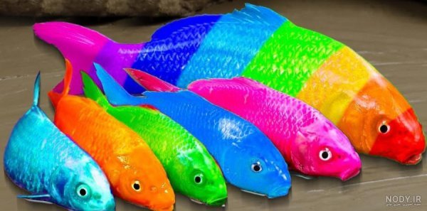  عکس ماهی رنگی