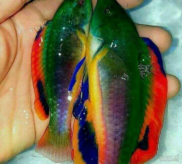  عکس ماهی رنگی