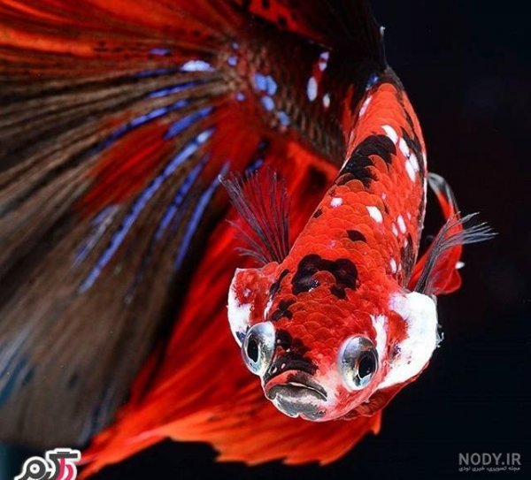  عکس ماهی رنگی