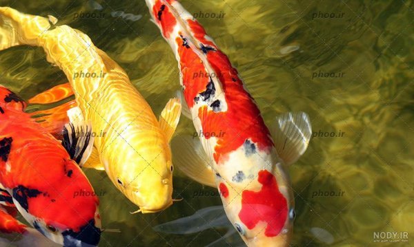  عکس ماهی رنگی