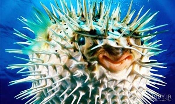  عکس ماهی رنگی