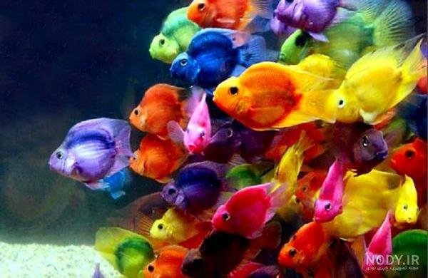  عکس ماهی رنگی