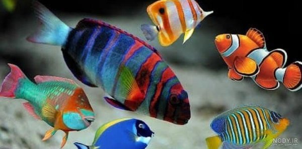  عکس ماهی رنگی