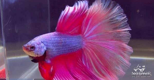  عکس ماهی رنگی