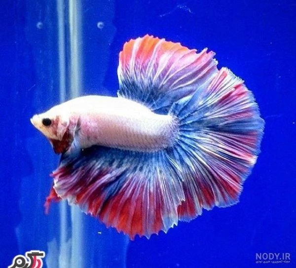  عکس ماهی رنگی
