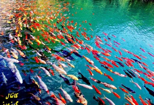  عکس ماهی رنگی