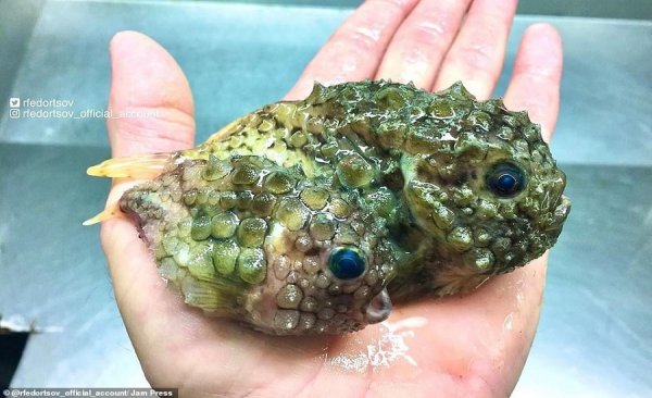 عکس ماهی واقعی زیبا