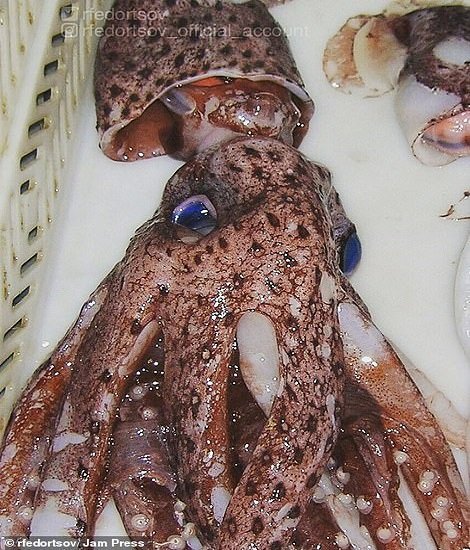  عکس ماهی واقعی زیبا