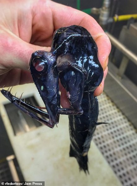  عکس ماهی واقعی زیبا