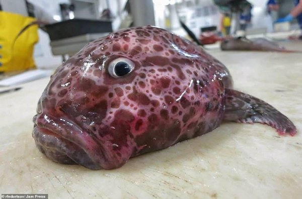  عکس ماهی واقعی زیبا