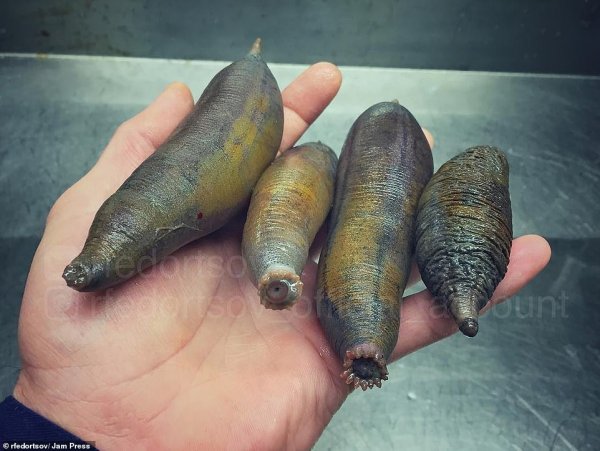  عکس ماهی واقعی زیبا