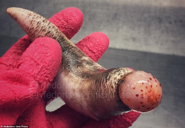  عکس ماهی واقعی زیبا